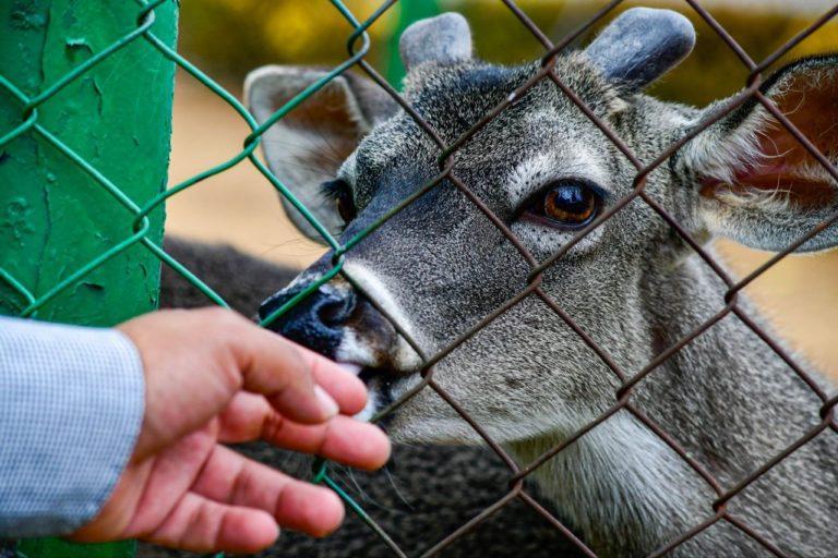 ESTE 11 DE DICIEMBRE, ZOOLÓGICO DE TULANCINGO TENDRÁ PROGRAMA NAVIDEÑO ESTE 11 DE DICIEMBRE, ZOOLÓGICO DE TULANCINGO TENDRÁ PROGRAMA NAVIDEÑO
