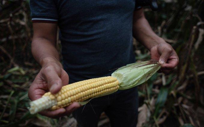 AMLO rechaza el maíz amarillo