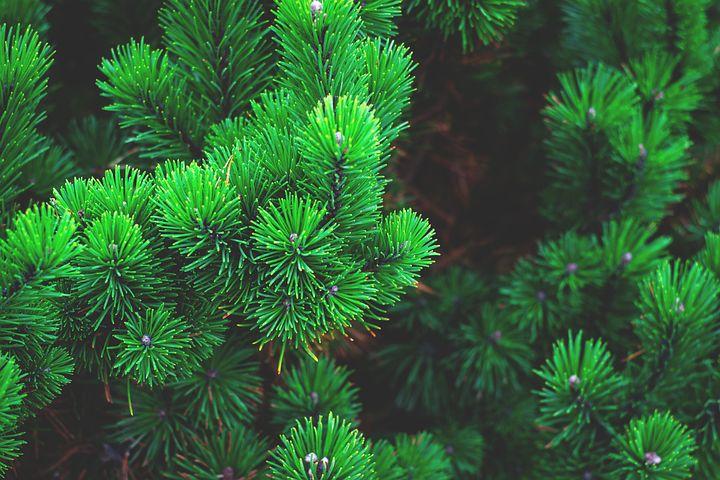 Abren cuatro centros de acopio de arbolitos de Navidad naturales