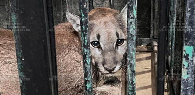 Van tras responsable de muerte de un puma en Ixmiquilpan Van tras responsable de muerte de un puma en Ixmiquilpan