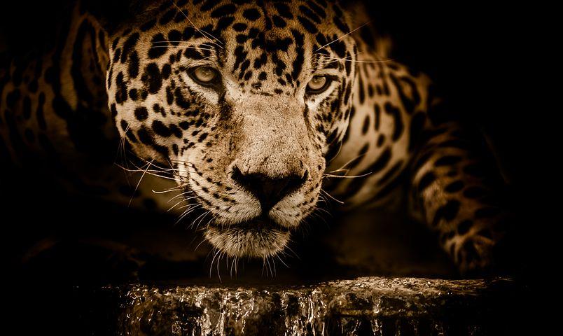 Invitan al concurso “Arte para la Conservación del Jaguar”