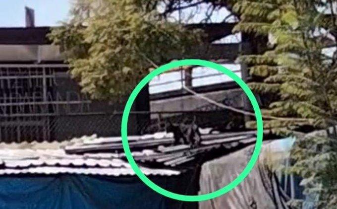 Reportan supuesta pantera suelta en Metro Tacuba Reportan supuesta pantera suelta en Metro Tacuba