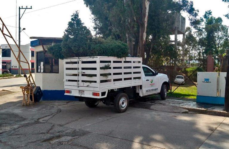 DEL 9 AL 13 Y DEL 16 AL 20 DE ENERO HABRÁ ACOPIO DE ÁRBOLES DE NAVIDAD EN POLÍGONOS Y PARQUES RECREATIVOS DE TULANCINGO DEL 9 AL 13 Y DEL 16 AL 20 DE ENERO HABRÁ ACOPIO DE ÁRBOLES DE NAVIDAD EN POLÍGONOS Y PARQUES RECREATIVOS DE TULANCINGO