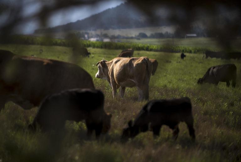 El crimen organizado roba la tranquilidad a ganaderos del norte del país El crimen organizado roba la tranquilidad a ganaderos del norte del país