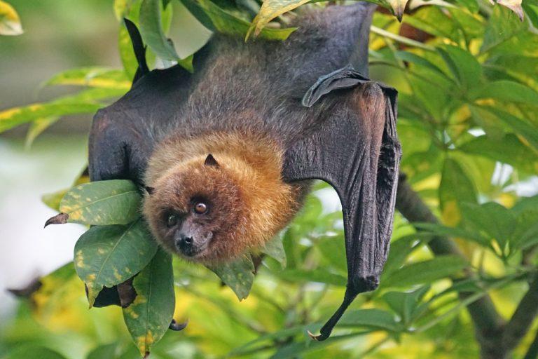 Muere niña de 8 años tras mordedura de murciélago