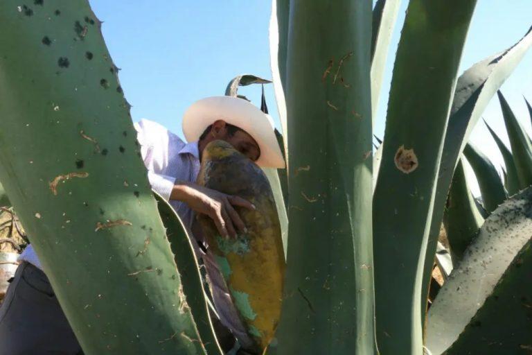 Celebrarán el tradicional “néctar de los dioses”