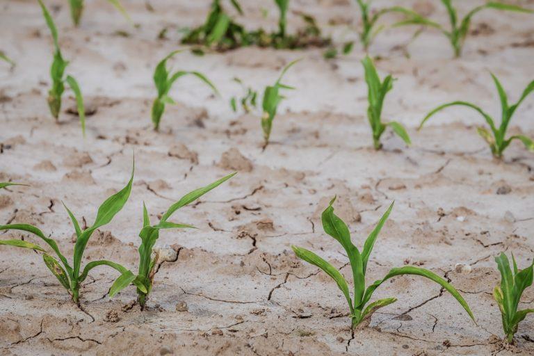 Más de 120 mil hectáreas dañadas por el clima 