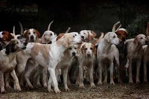 SEMARNAT invita a no abandonar perros y gatos en áreas naturales protegidas SEMARNAT invita a no abandonar perros y gatos en áreas naturales protegidas