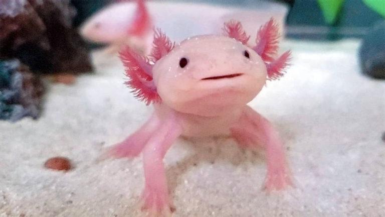 Ajolote, la “especie sombrilla” y que cuida a otras especies Ajolote, la “especie sombrilla” y que cuida a otras especies