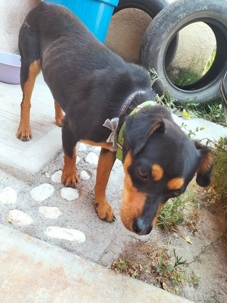 Solicitan que ciudadanos se responsabilicen de sus mascotas