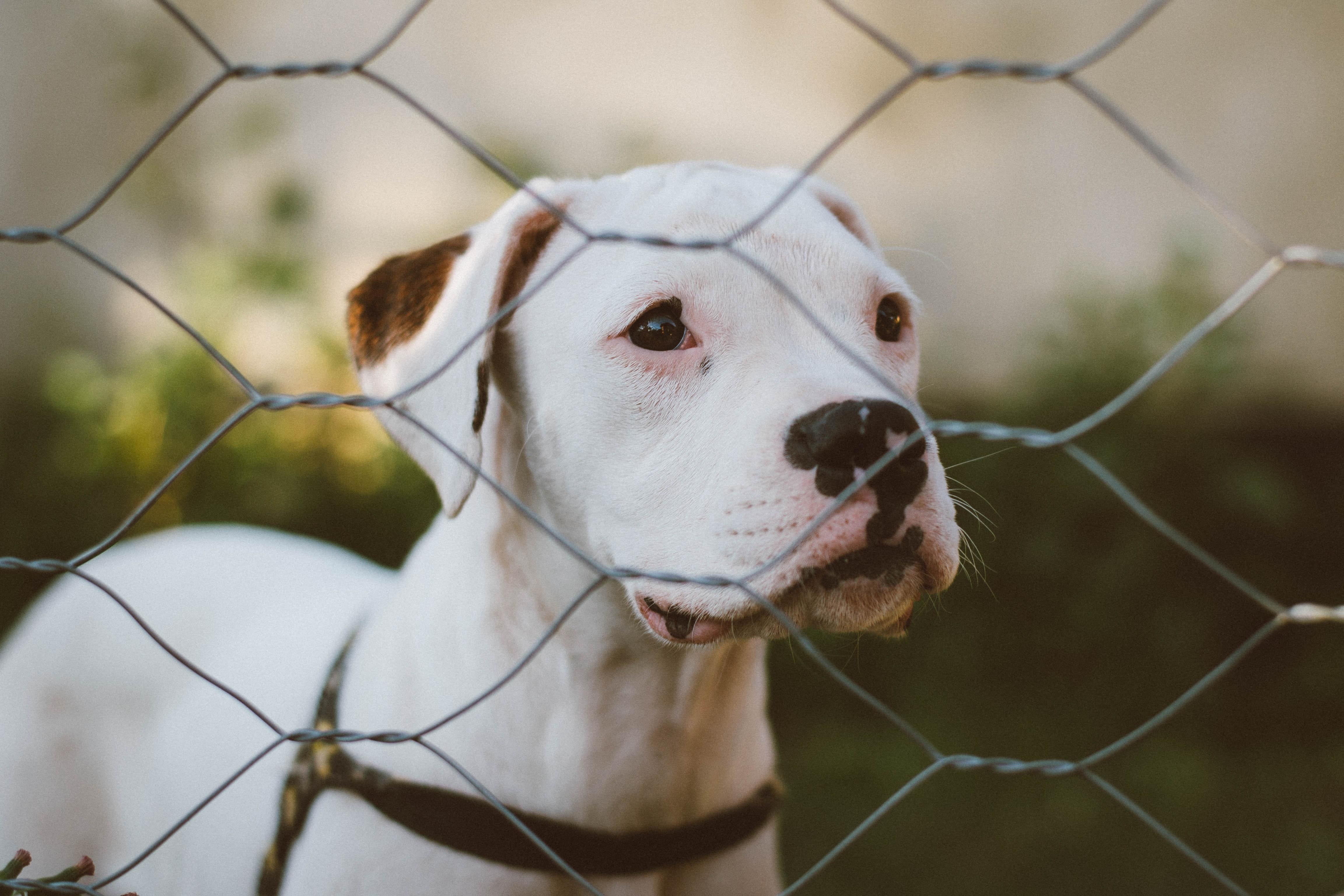 ¿Cómo denunciar maltrato animal?