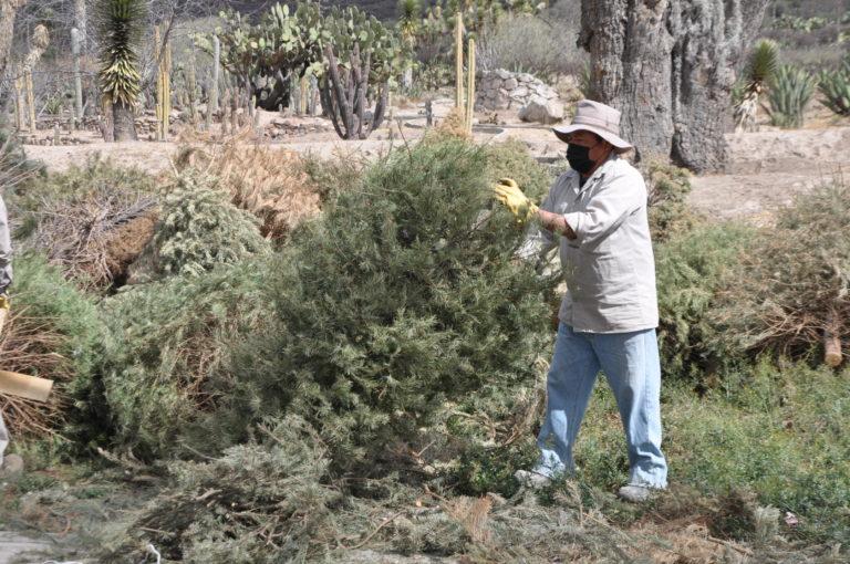 Recolectan 238 árboles navideños para su compostaje