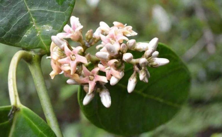 Descubren nueva especie de bejuco en Sierra Norte de Oaxaca Descubren nueva especie de bejuco en Sierra Norte de Oaxaca