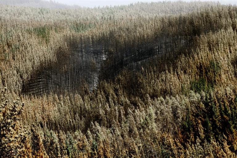 Chile estima que el 25 % de los incendios de 2023 han sido intencionales Chile estima que el 25 % de los incendios de 2023 han sido intencionales