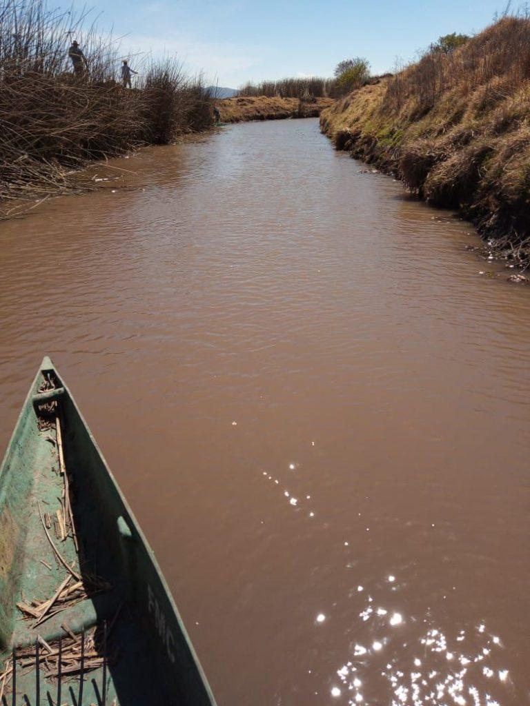 Continúa retiro de lirio en presa de Tecocomulco