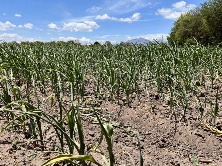 Pide a alcaldes aplicar medidas ante sequía Pide a alcaldes aplicar medidas ante sequía