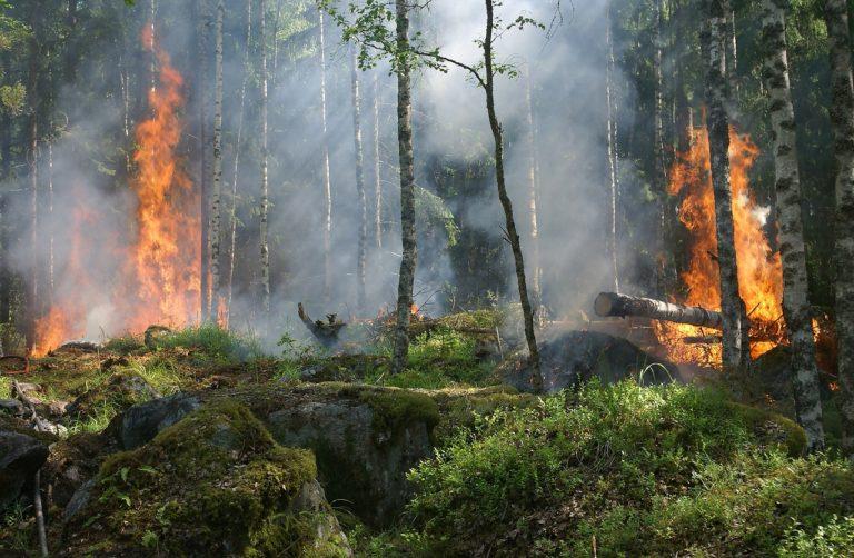 Se han registrado 25 incendios forestales en la entidad Se han registrado 25 incendios forestales en la entidad