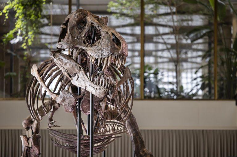 El tiranosaurio Trinity se prepara para una subasta millonaria El tiranosaurio Trinity se prepara para una subasta millonaria