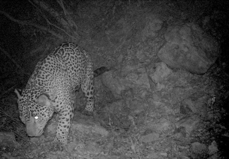Destaca Semarnath la presencia de vida silvestre en Hidalgo