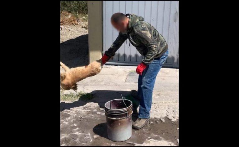 Captan a hombre azotando a perro en Actopan Captan a hombre azotando a perro en Actopan