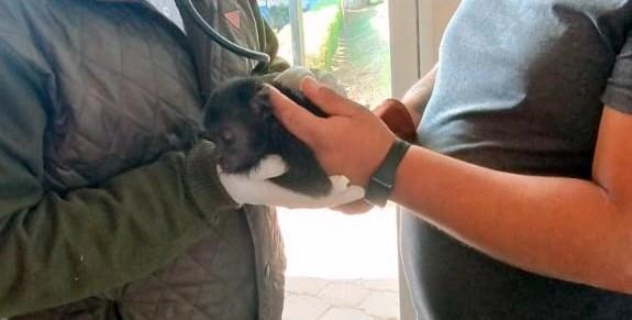 Zoológico de Tulancingo dio parte a PROFEPA sobre hallazgo de hembra de mono aullador Zoológico de Tulancingo dio parte a PROFEPA sobre hallazgo de hembra de mono aullador