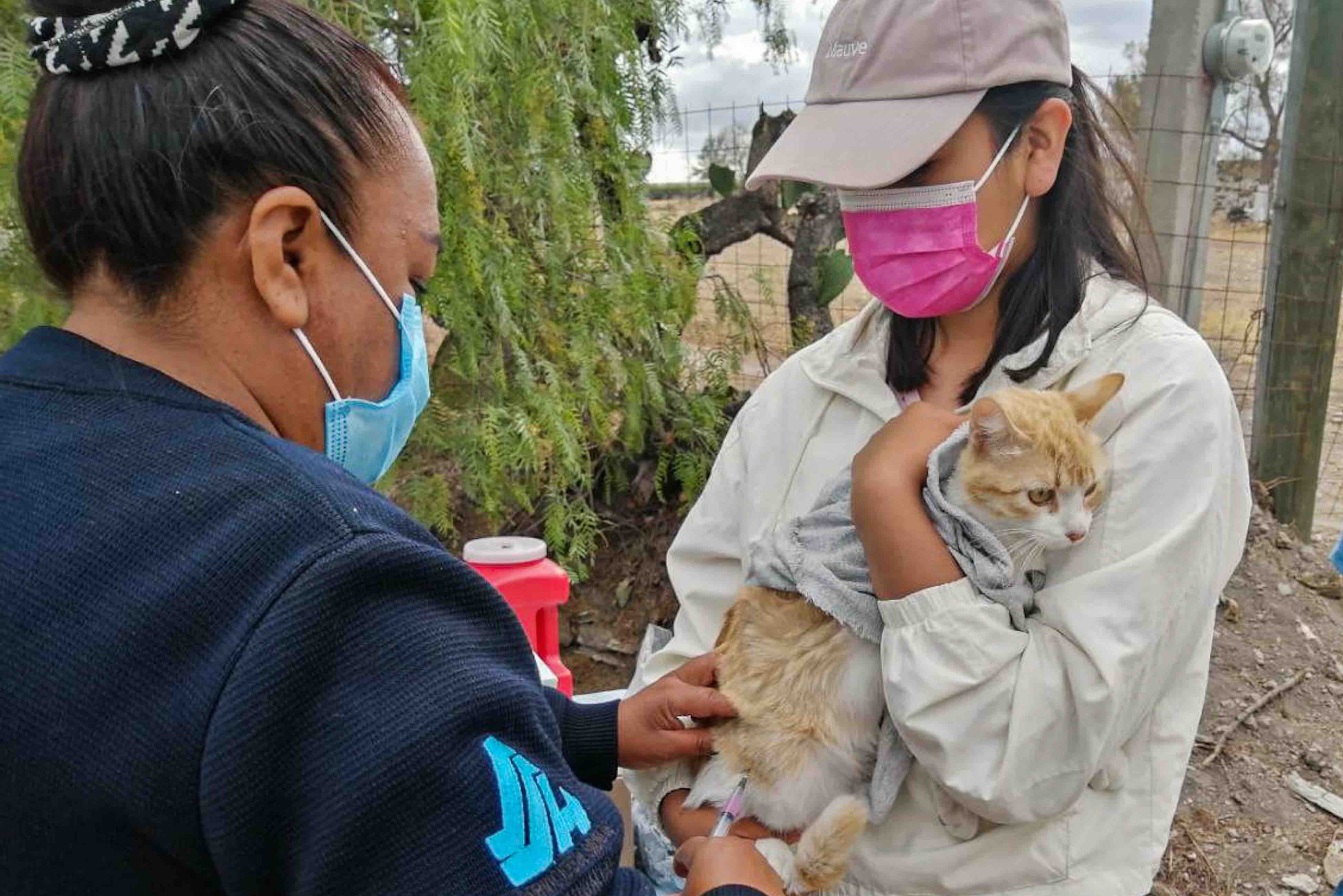 Lanzan campaña “Rabia humana por mordedura de fauna silvestre”