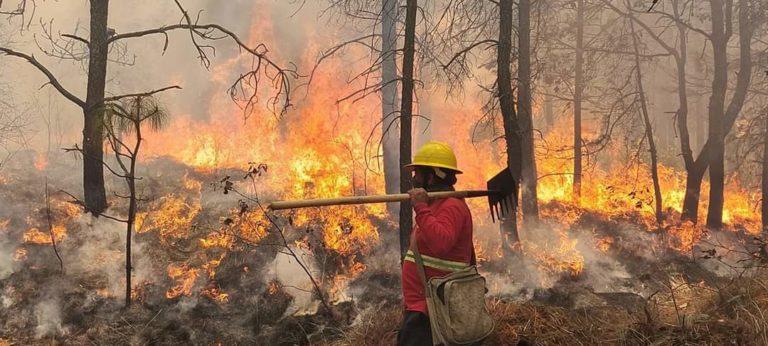 La entidad registró un incendio forestal La entidad registró un incendio forestal
