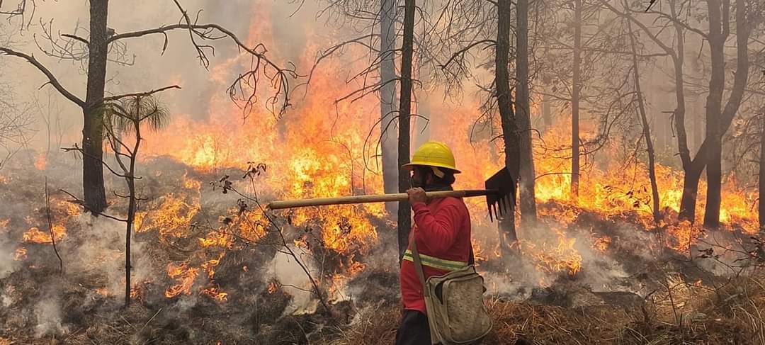 La entidad registró un incendio forestal