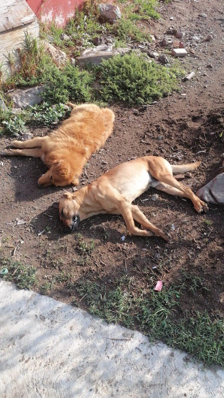 Envenenan a perros, para poder robar en un negocio Envenenan a perros, para poder robar en un negocio