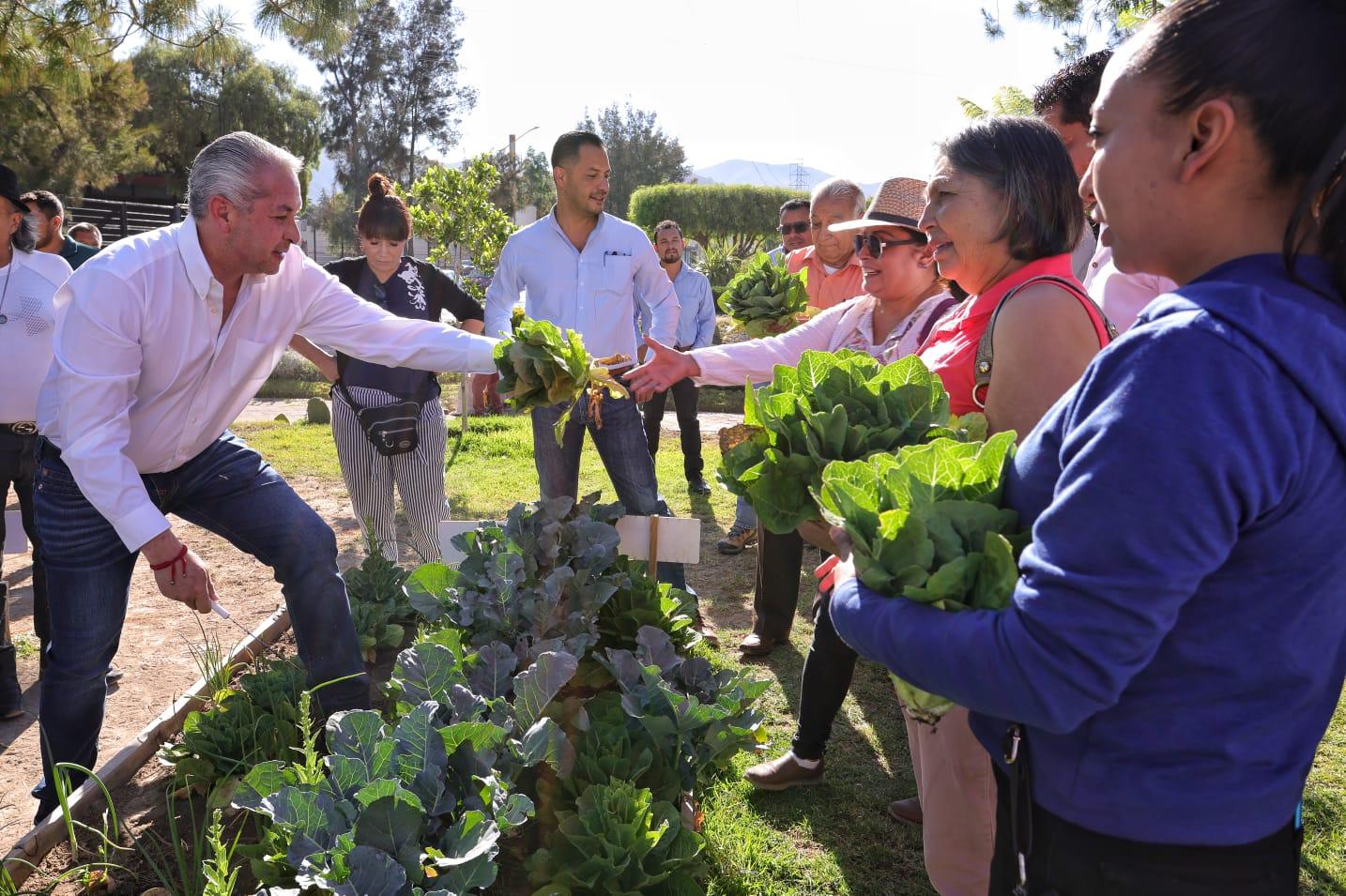 Realizan primera cosecha del Huerto Urbano en Pachuca 