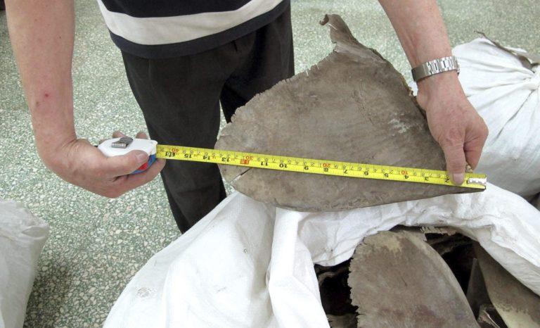 Las autoridades ambientales decomisan aletas de unos 10.000 tiburones en Brasil Las autoridades ambientales decomisan aletas de unos 10.000 tiburones en Brasil