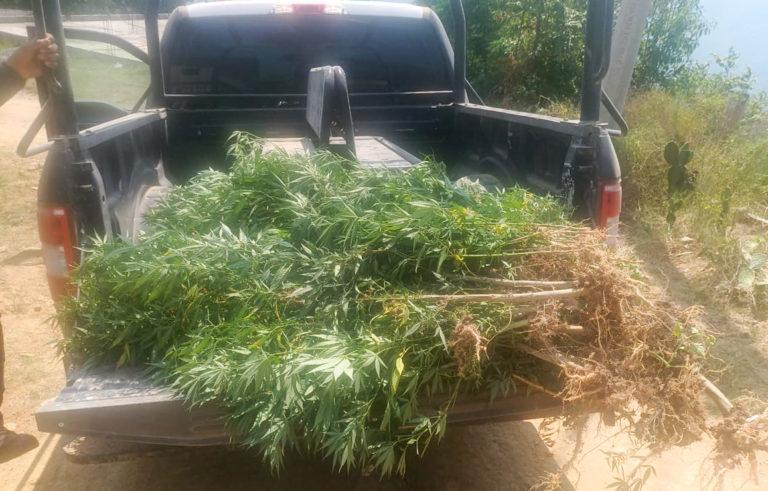 Policía Estatal halló sembradío de presunta marihuana Policía Estatal halló sembradío de presunta marihuana
