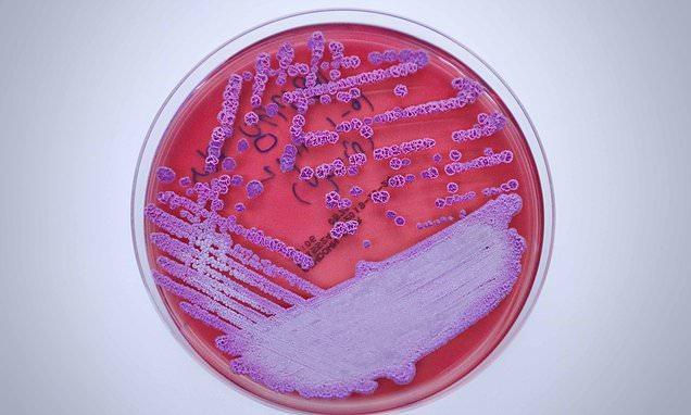 Alertan los CDC por bacteria con 50% de mortalidad detectada en EU