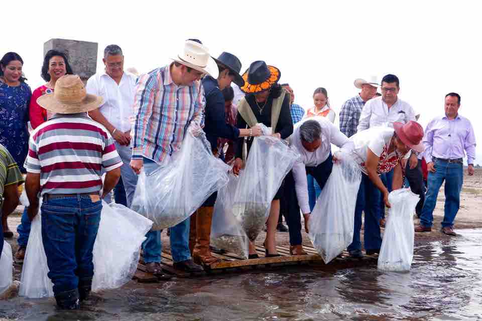 Entregaron 265 mil pies de cría de carpas a acuícolas de tres municipios de Hidalgo