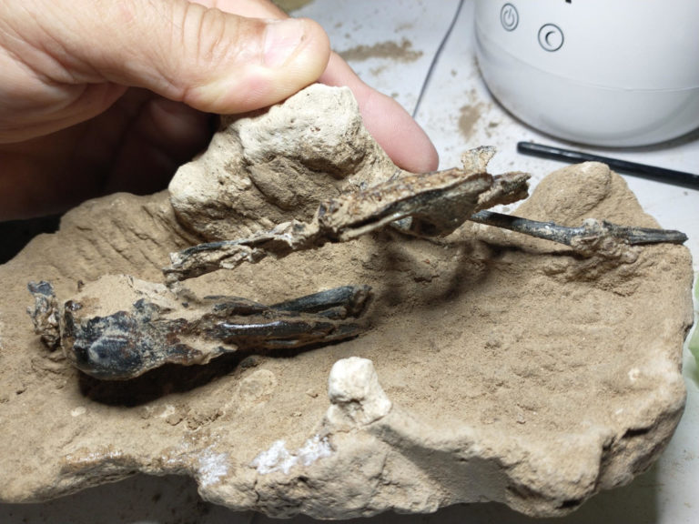 Hallan fósil de un pájaro carpintero de hace 200.000 años Hallan fósil de un pájaro carpintero de hace 200.000 años