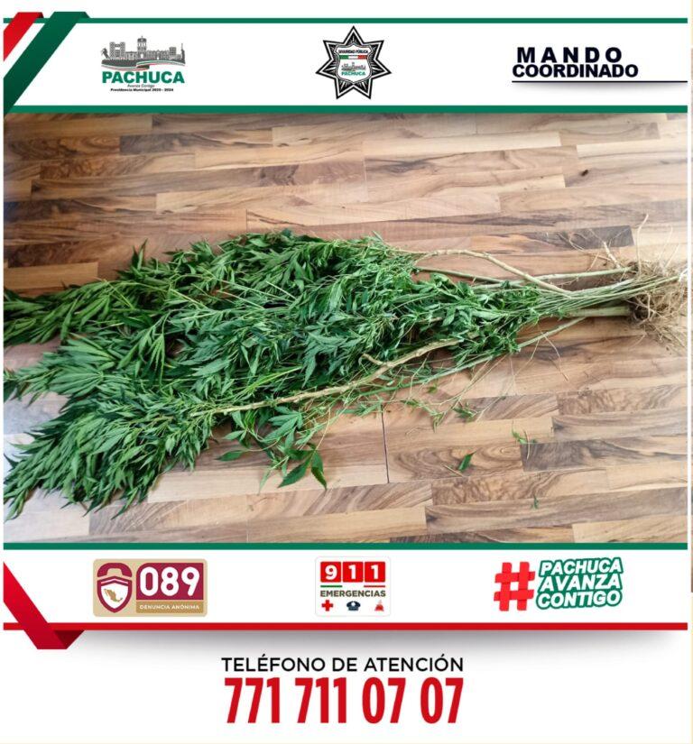 Policía de Pachuca asegura 25 plantas de posible marihuana Policía de Pachuca asegura 25 plantas de posible marihuana