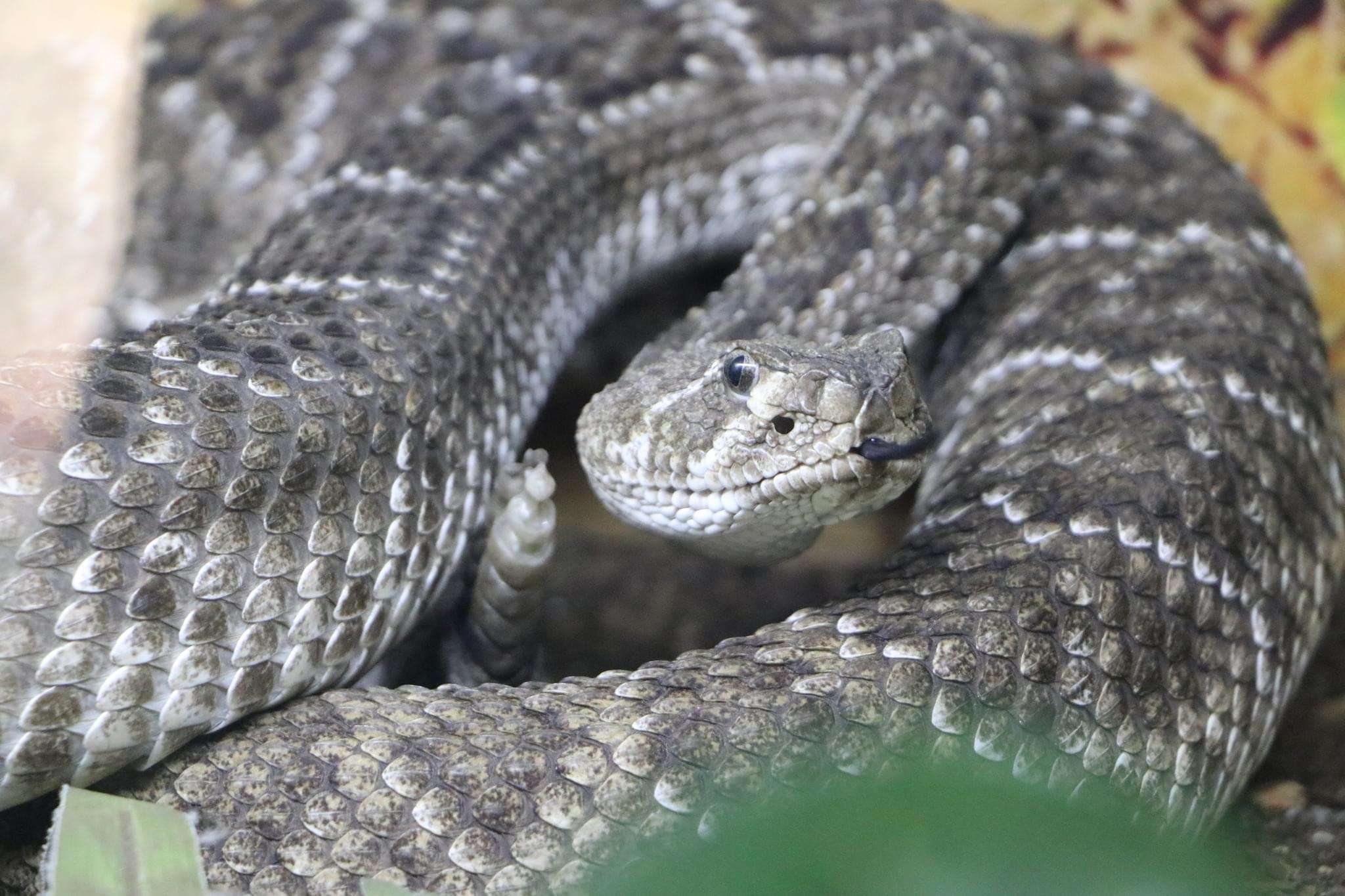 Invitan a conocer el Serpentario del Parque Ecológico Cubitos