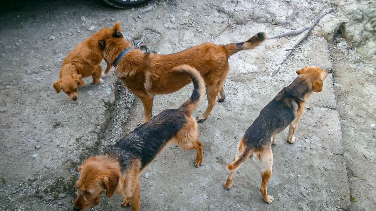 Realizan Jornada de Prevención de la Rickettsiosis