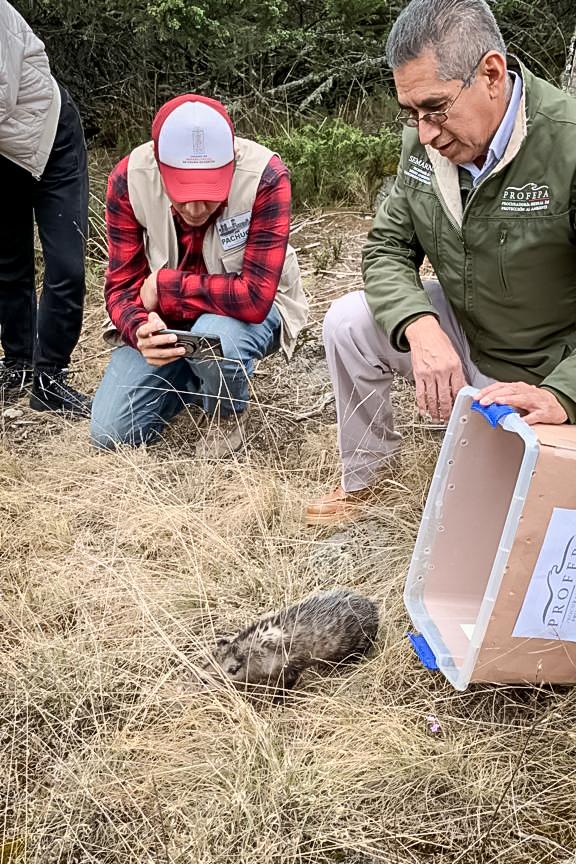 Realizan liberación de fauna silvestre en el Parque Nacional “El Chico”