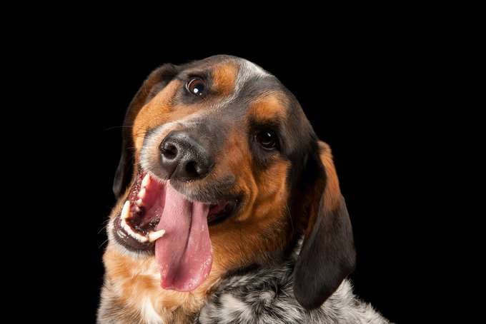 Día del Perro. Cinco personas con vidas bien “perronas”