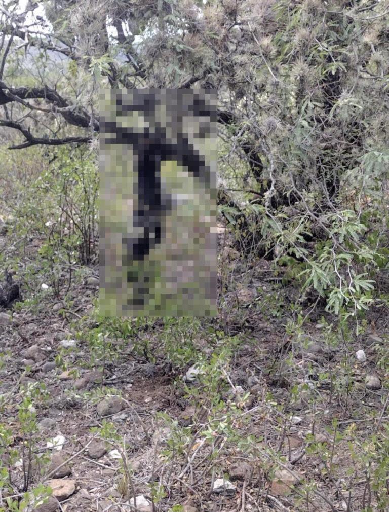 Ahorcan a un perro en un árbol Ahorcan a un perro en un árbol