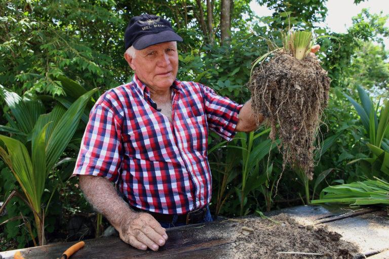 Un ganadero del Caribe mexicano descubre una forma de aprovechar el sargazo