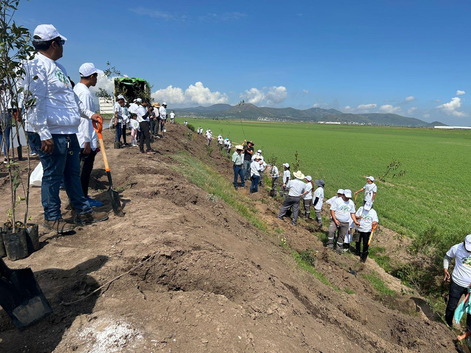 Inician jornada de siembra de árboles en Apan