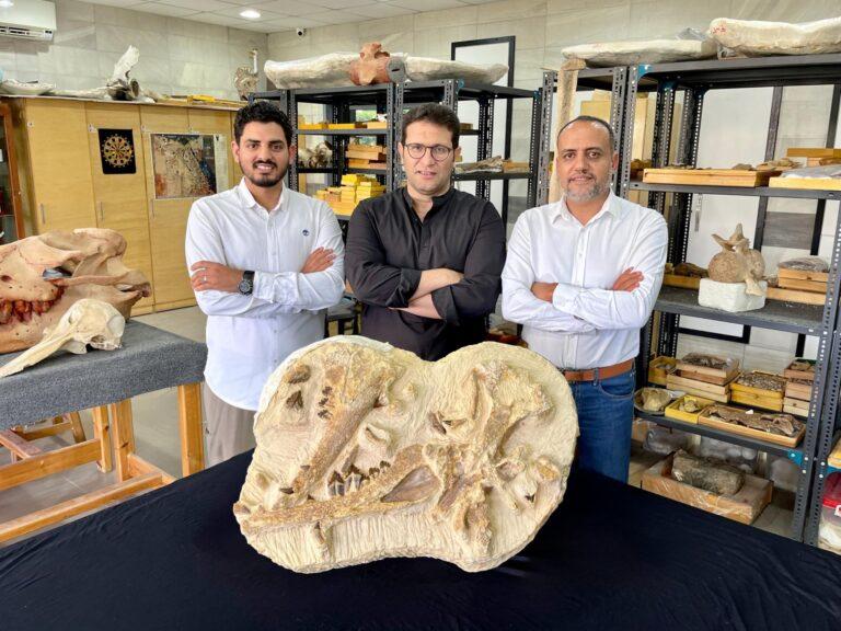 Hallan una nueva pequeña ballena, Tutcetus, “el faraón” que murió hace 41 millones de años Hallan una nueva pequeña ballena, Tutcetus, “el faraón” que murió hace 41 millones de años