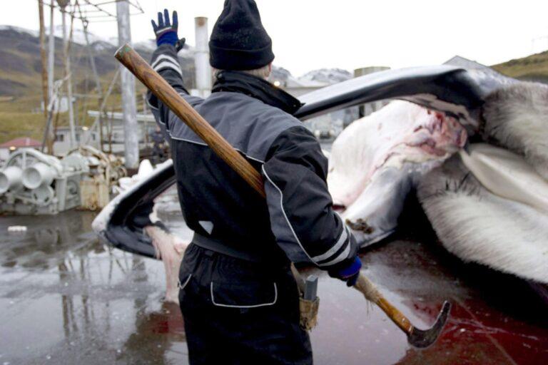 Islandia volverá a permitir la caza de ballenas, pero bajo condiciones más estrictas Islandia volverá a permitir la caza de ballenas, pero bajo condiciones más estrictas