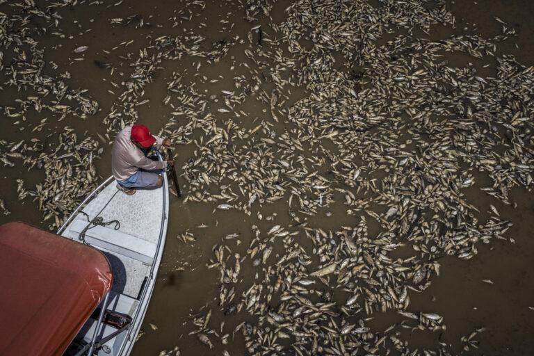 Sequía en la Amazonía y temperaturas récord provocan muerte de toneladas peces en Brasil Sequía en la Amazonía y temperaturas récord provocan muerte de toneladas peces en Brasil