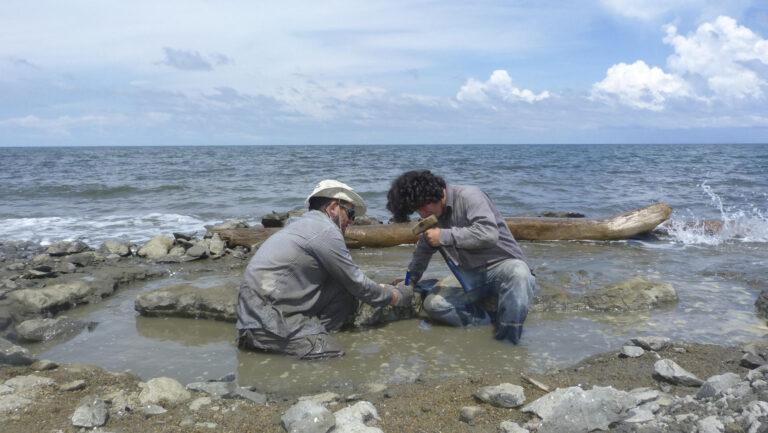 Hallan en Panamá un fósil de tortuga con ADN, el segundo en la historia de los vertebrados Hallan en Panamá un fósil de tortuga con ADN, el segundo en la historia de los vertebrados