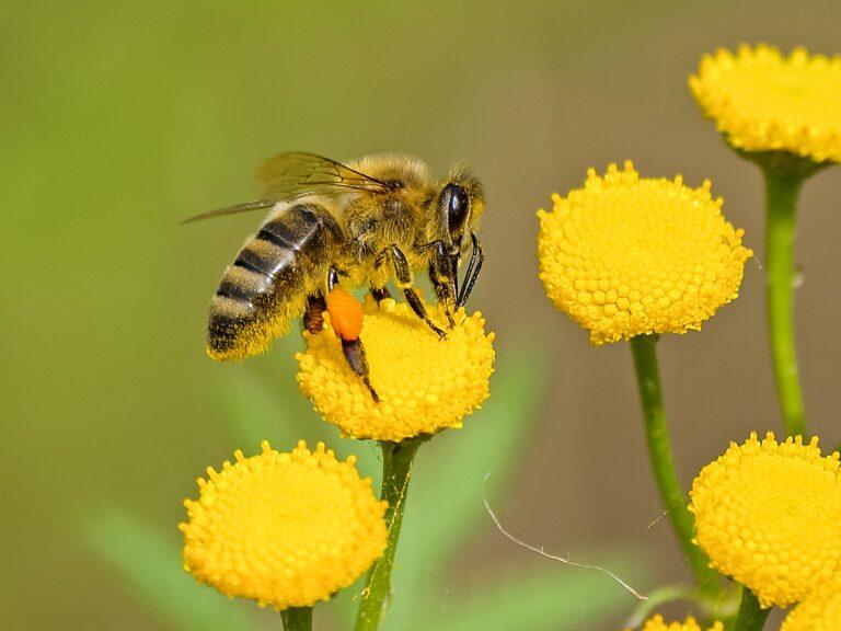 Proponen salvaguardar a las abejas