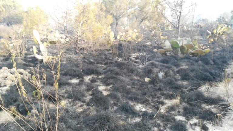 PC diseña estrategias para prevenir riesgos de incendios forestales PC diseña estrategias para prevenir riesgos de incendios forestales
