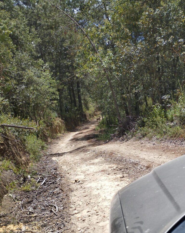 Comisario logró captar a un Venado en camino rural Comisario logró captar a un Venado en camino rural